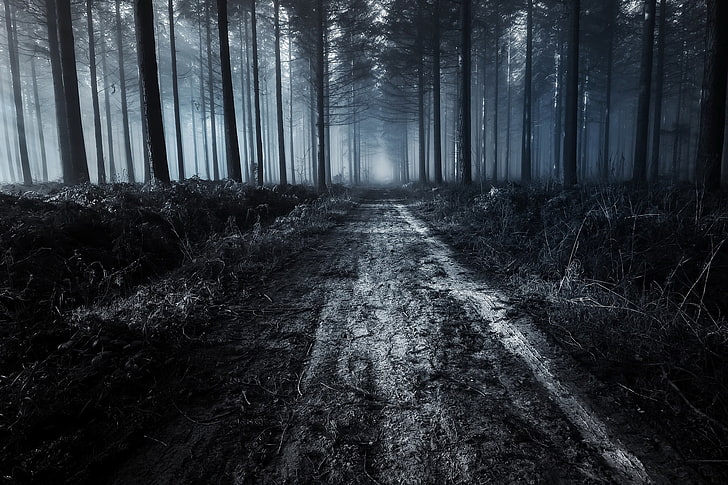 forest trail, dark, dirt road, trees, nature, land, plant, woodland