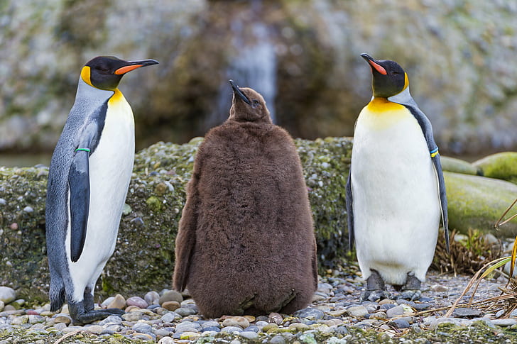 three penguins during daytime, adult, young one, one  three, penguin  king, HD wallpaper
