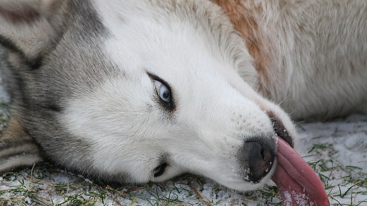 adult white and gray Siberian husky, Siberian Husky , dog, animals