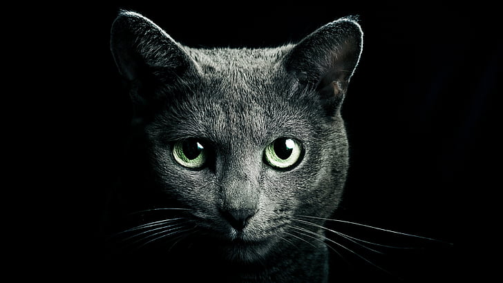 cat, black cat, whiskers, close up, domestic short haired cat