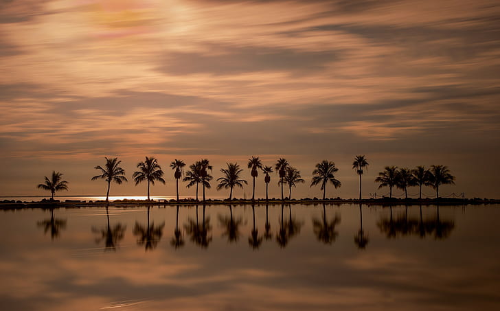 palm trees, Florida