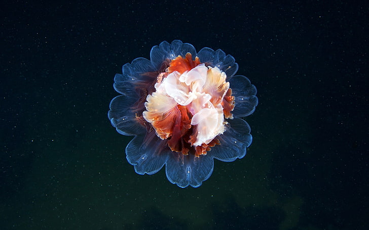 jellyfish, sea life, animals, underwater, nature, animal themes, HD wallpaper
