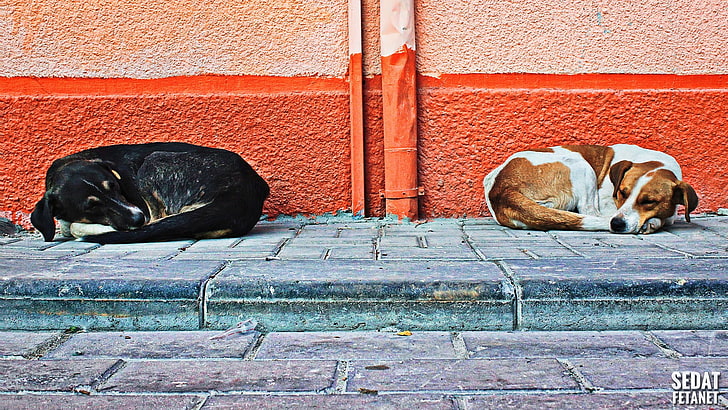 white and black dogs, animals, street, wall, sleeping, animal themes