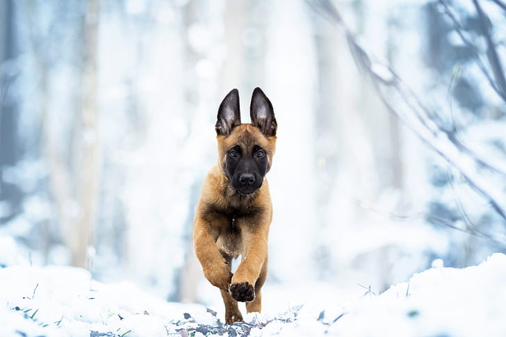 winter, snow, dog, puppy, walk, Belgian Malinois