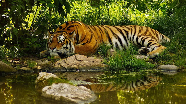 wildlife, tiger, bengal tiger, wilderness, terrestrial animal, HD wallpaper