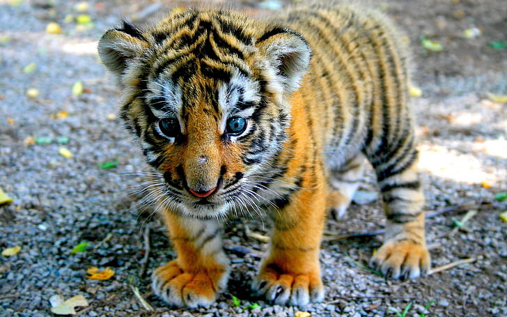 Tiger baby close-up