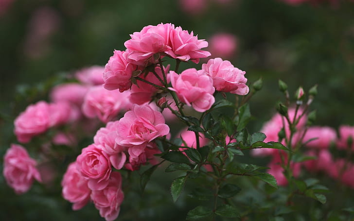 Rose buds, petals, pink flowers, blurring, HD wallpaper