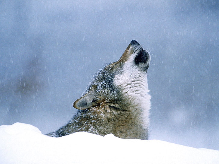 gray and white wolf, animals, snow, nature, winter, cold temperature, HD wallpaper