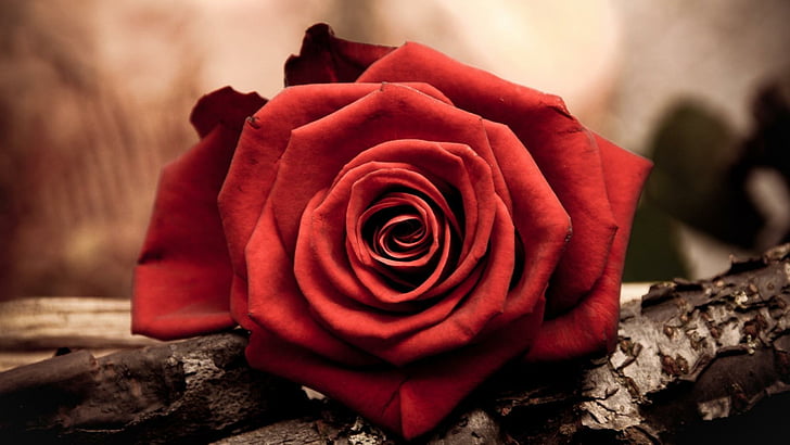 rose, red rose, romantice, flowers, HD wallpaper