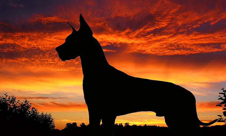 Dane, dog, dogs, Great, silhouette, sunset, sky, animal, animal themes, HD wallpaper