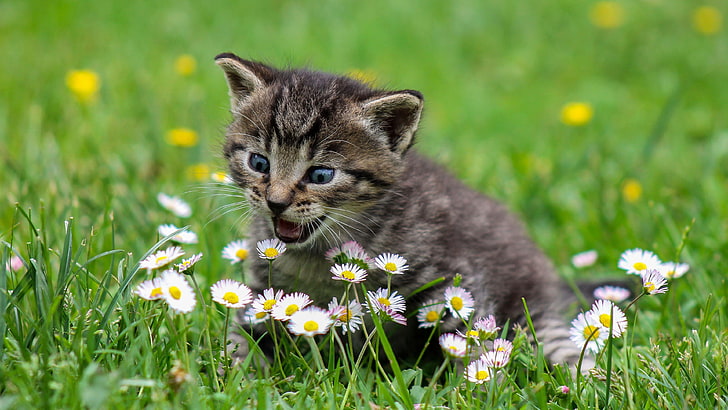 cat, funny, whiskers, grass, flower, kitten, domestic cat, short haired cat, HD wallpaper