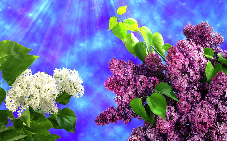 White and purple lilac flowers, spring, leaves