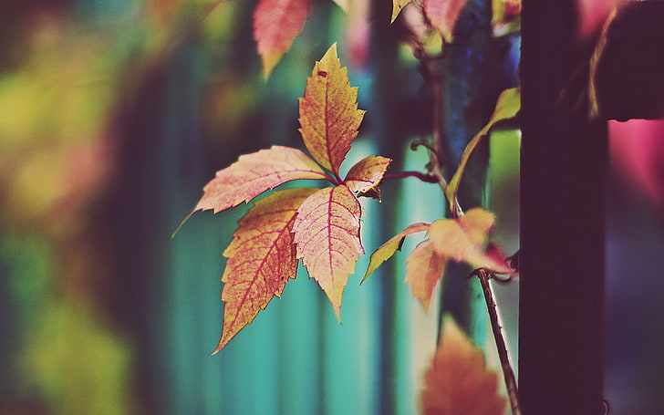 brown leaf plant, macro, leaves, nature, plants, fence, autumn, HD wallpaper