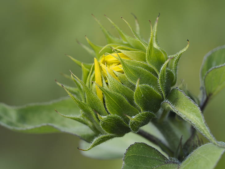 selective focus of flower bud photography, waiting for the sun