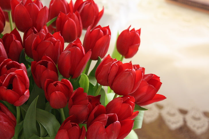 red tulip flowers, tulips, bouquet, beautifully, nature, springtime, HD wallpaper