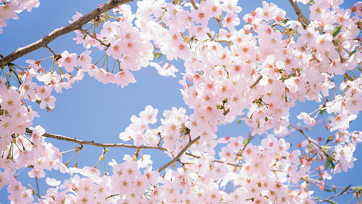 HD wallpaper: plant, cherry blossom, flower, spring, sky, sunlight, sakura  | Wallpaper Flare