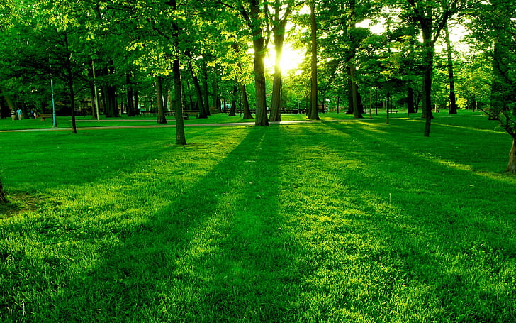 Park the morning sun, the green trees and grass, HD wallpaper