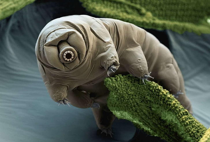 nature, creature, Tardigrade, electron microscope image, close-up, HD wallpaper