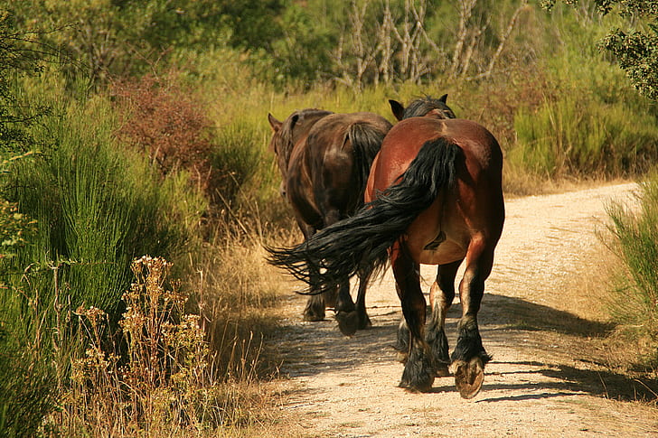 two brown horses, la, melena, al, verano, castilla, miguel, españa, HD wallpaper