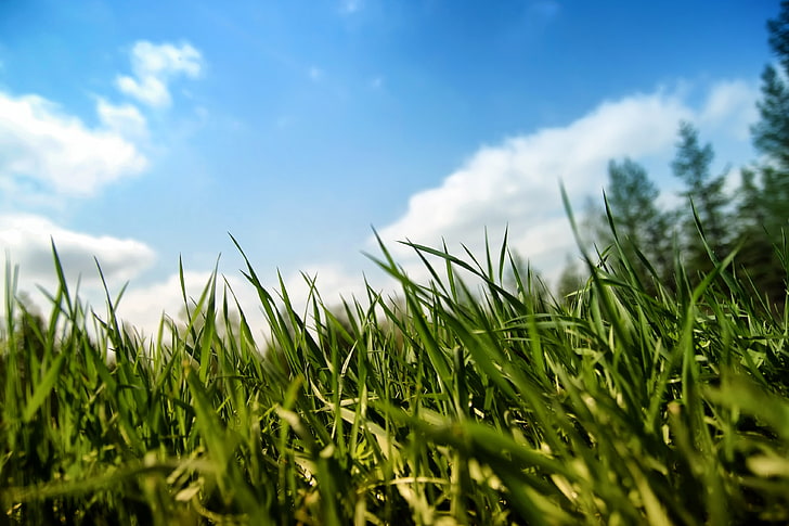 nature, macro, grass, plant, field, cloud - sky, growth, green color, HD wallpaper