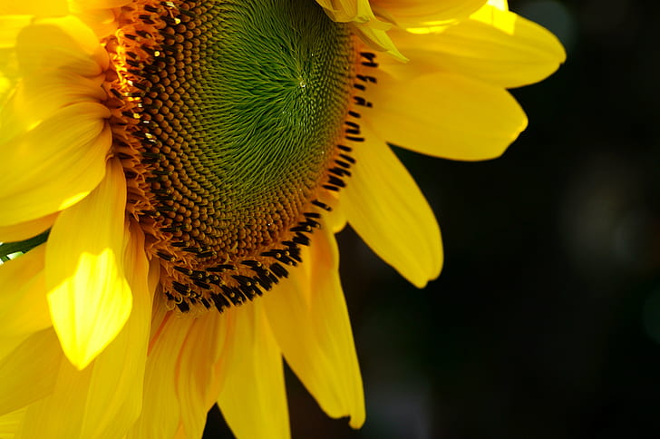 Sunflower, sunflower, nature, dof, yellow, summer, plant, agriculture, HD wallpaper
