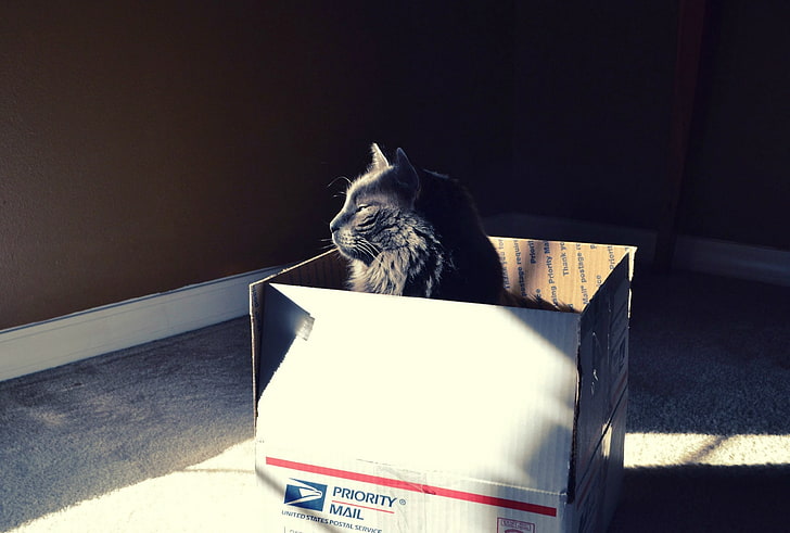 cat, animals, sunlight, black cats, boxes, Schrödinger's cat, HD wallpaper
