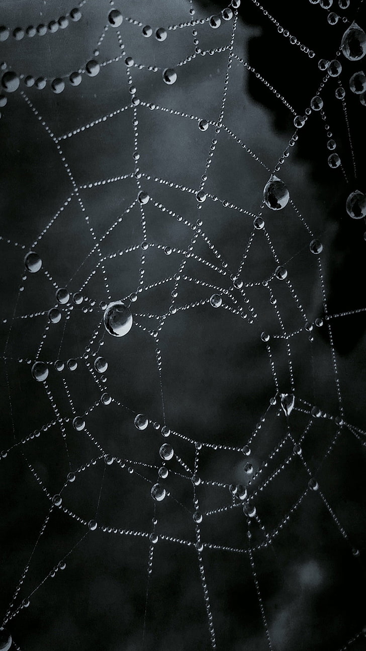1000+ Spider Web Pictures | Download Free Images on Unsplash