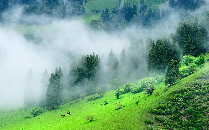 HD wallpaper: green forest mountain, nature, landscape, mist, morning,  grass | Wallpaper Flare