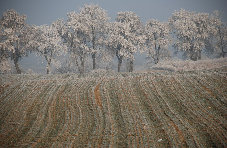 Winter In Poznan, grey plow field, Seasons, White, Trees, Cold