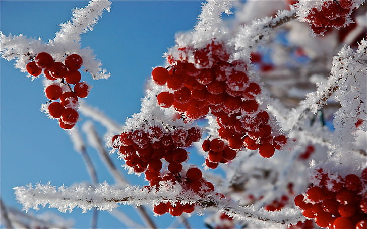 Frosty berries, red round fruits, photography, 2560x1600, branch, HD wallpaper