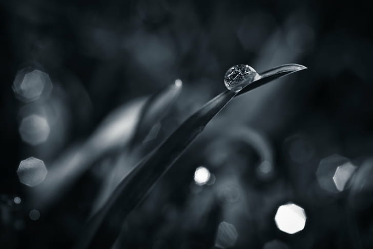selective focus and grayscale photography of drop of water in leaf, HD wallpaper
