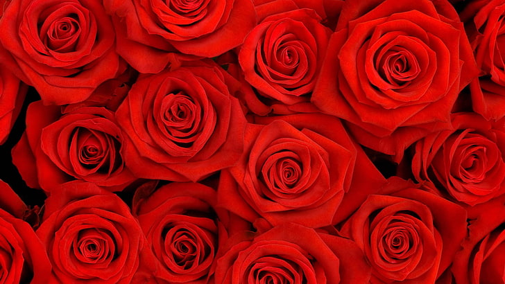 red rose bouquet, roses, petals, flower, rose - Flower, love, HD wallpaper