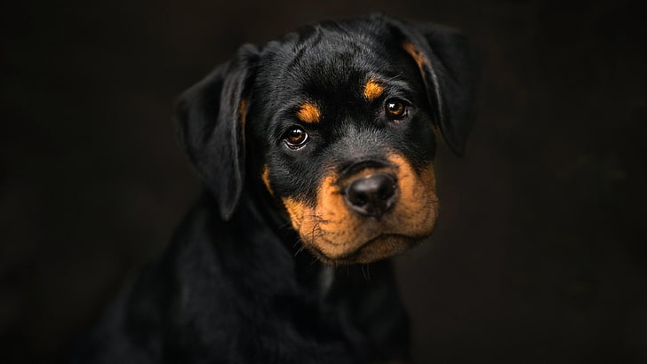 dog, puppy, cute, dark, rottweiler, HD wallpaper