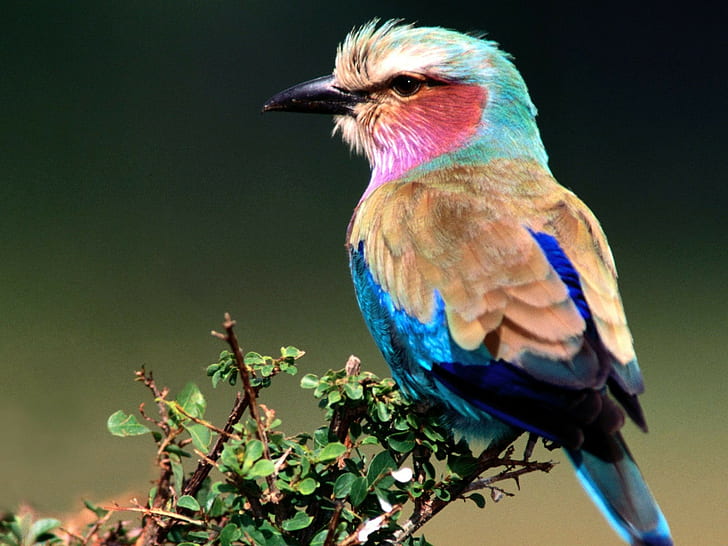Birds, Lilac-Breasted Roller, HD wallpaper