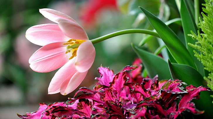 pink, flower, petal, blossom, flowers, bloom, plant, floral, HD wallpaper