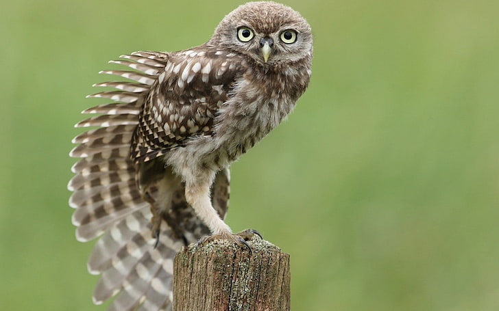 gray and white owl, bird, tree stump, sitting, stretching, wing