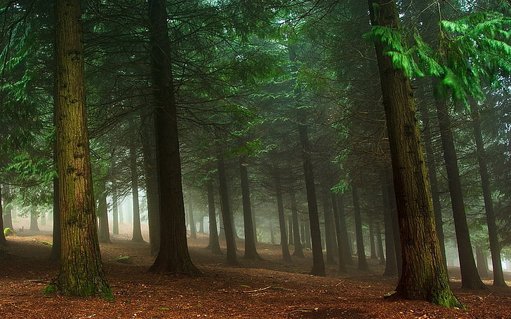 nature, landscape, mist, forest, trees, morning, green, plant, HD wallpaper