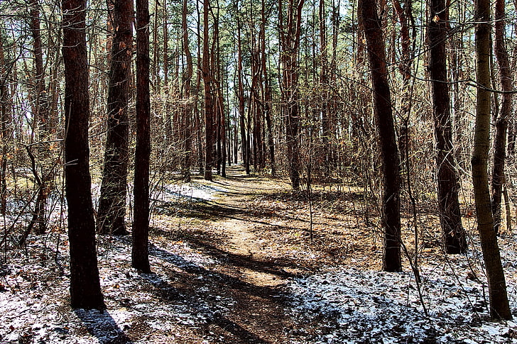 black forest, winter, path, spring, snow, sunlight, trees, land, HD wallpaper
