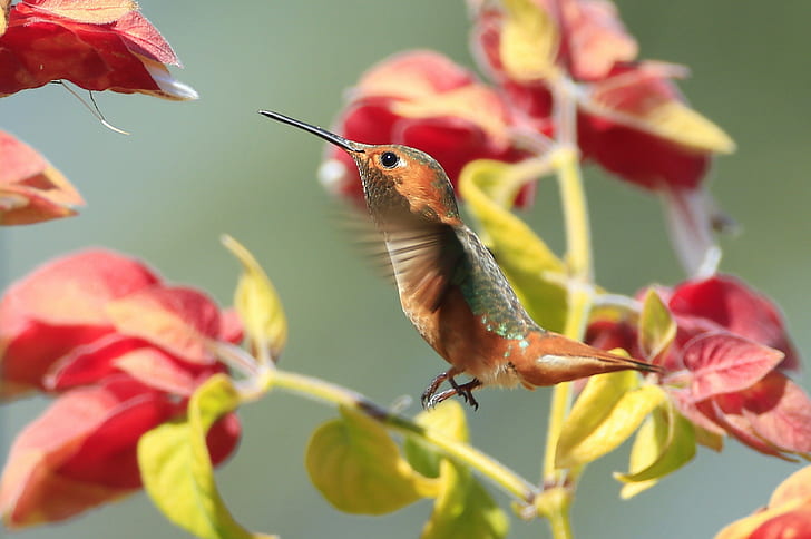 animals, macro, hummingbirds