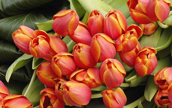 flowers, tulips, nature, flowering plant, freshness, petal