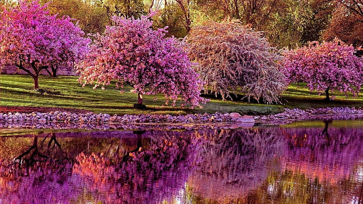 spring, reflection, blossom, bloom, plant, park, lake, tree, HD wallpaper
