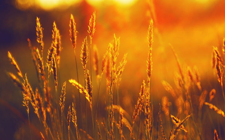sunset, landscape, summer, field, wheat, nature, spikelets, HD wallpaper
