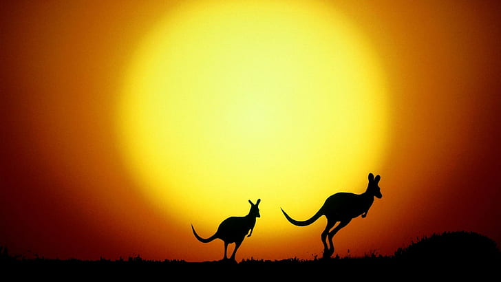 Australia, nature, animals, kangaroos, sunset, silhouette, HD wallpaper