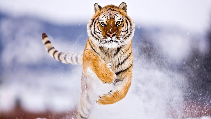 tiger, snow, attack, animals, jumping, winter, animal themes