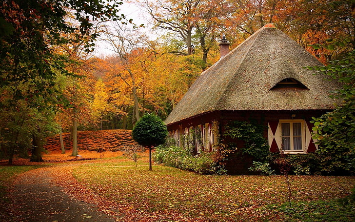 cabin, forest, nature, tree, autumn, plant, built structure, HD wallpaper