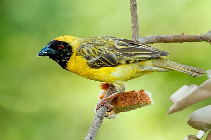 yellow and black bird on brown twig, Southern masked weaver, Yellow  Birds