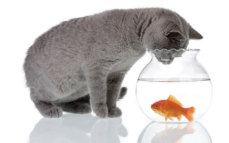 grey cat, fish, aquarium, hunting, pets, goldfish, animal, domestic Cat