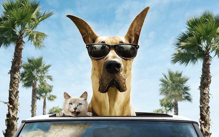 Cat and Dog Funny, smile, car, sunglasses, palm trees, wind, Marmaduke, HD wallpaper