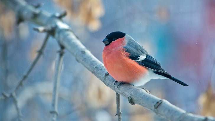 bird, winter, little bird, branch, wildlife, bullfinch, twig, HD wallpaper
