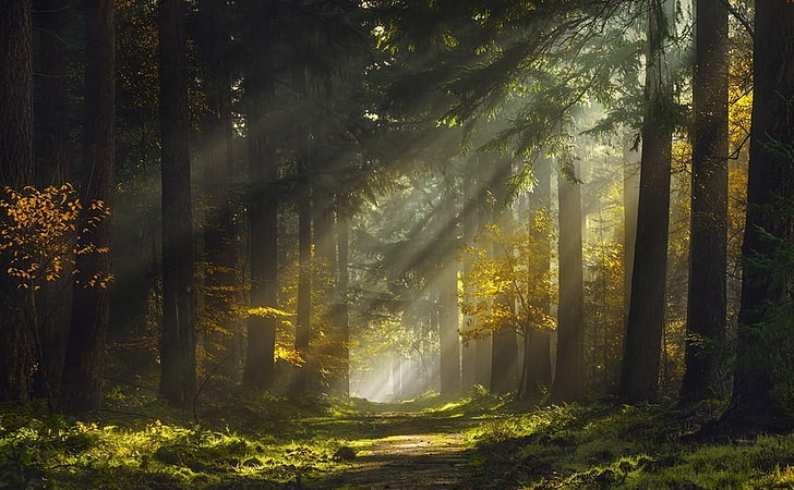 trees, mist, forest, sunlight, grass, sunbeams, path, nature, HD wallpaper